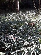 芥川