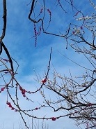 芥川