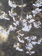芥川