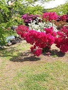芥川