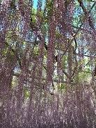 芥川