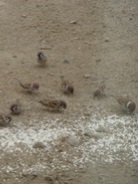 野鳥庵主人の平凡な日常